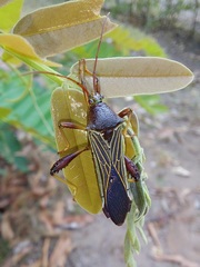 Grammopoecilus flavicornis