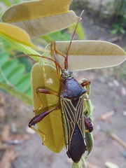 Grammopoecilus flavicornis