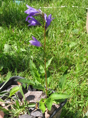 Campanula collina sphaerocarpa
