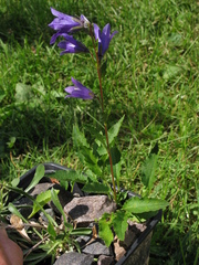 Campanula collina sphaerocarpa