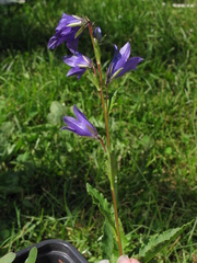 Campanula collina sphaerocarpa