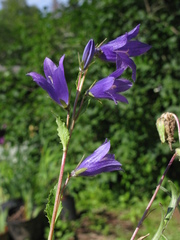 Campanula collina sphaerocarpa