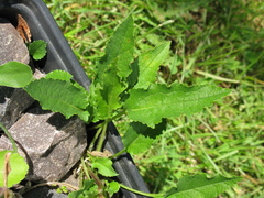 Campanula collina sphaerocarpa