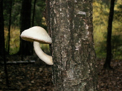 Pholiota heteroclita
