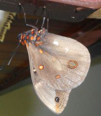 Brassolis astyra