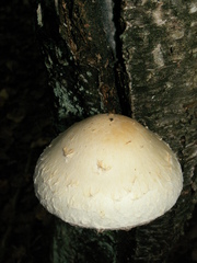 Pholiota heteroclita