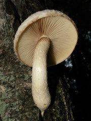 Pholiota heteroclita