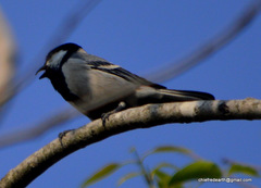 Parus cinereus