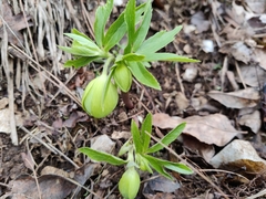 Helleborus