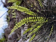 Asplenium trichomanes