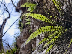 Asplenium trichomanes