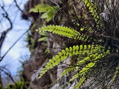 Asplenium trichomanes