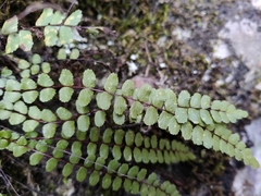Asplenium trichomanes