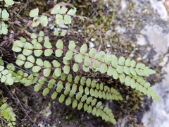Asplenium trichomanes