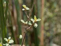 Pomaderris paniculosa paralia