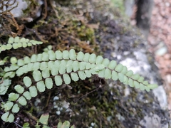 Asplenium trichomanes