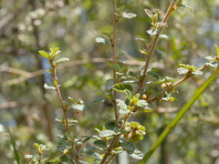 Pomaderris paniculosa paralia