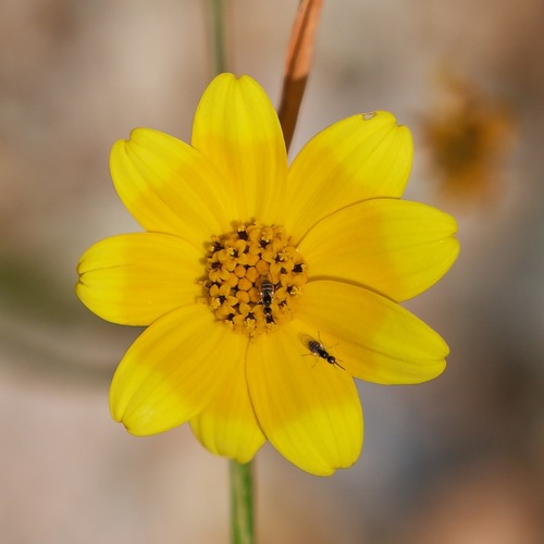 Image of Bidens xanti by (c) Bill Levine, some rights reserved (CC BY)