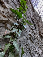 Hedera helix