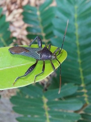 Grammopoecilus flavicornis