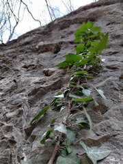 Hedera helix