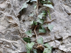 Hedera helix