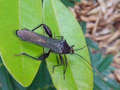 Grammopoecilus flavicornis