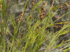 Baloskion tetraphyllum tetraphyllum