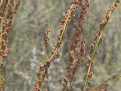 Baloskion tetraphyllum tetraphyllum