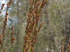 Baloskion tetraphyllum tetraphyllum