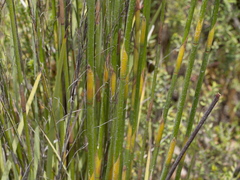 Baloskion tetraphyllum tetraphyllum