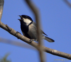 Parus cinereus