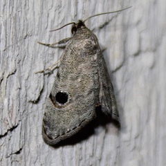 Abablemma brimleyana