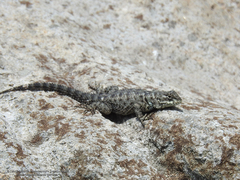 Sceloporus mucronatus