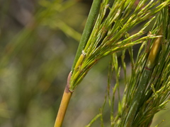 Baloskion tetraphyllum tetraphyllum