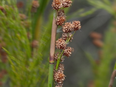 Baloskion tetraphyllum tetraphyllum