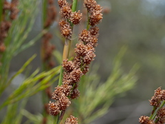 Baloskion tetraphyllum tetraphyllum