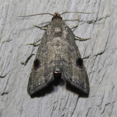 Abablemma brimleyana