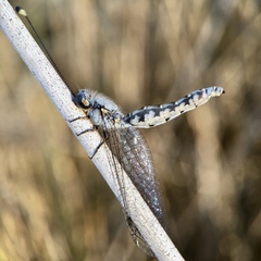 Pilacmonotus sabulosus