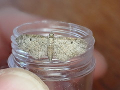 Eupithecia tenuiata