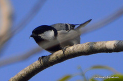 Parus cinereus