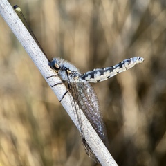 Pilacmonotus sabulosus