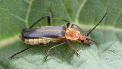 Chauliognathus obscurus