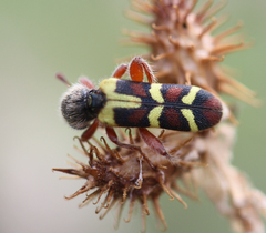 Trichodes peninsularis