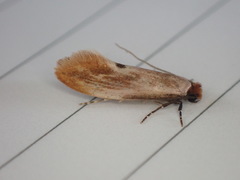 Tinea semifulvella