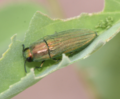 Agaeocera scintillans