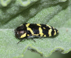 Acmaeodera convicta