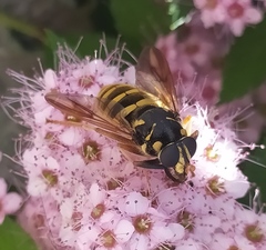 Temnostoma sericomyiaeforme