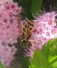 Temnostoma sericomyiaeforme