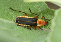 Chauliognathus obscurus